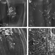 Attēlu rezultāti vaicājumam “Hordelymus europaeus leaf”