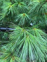 Attēlu rezultāti vaicājumam “Pinus”