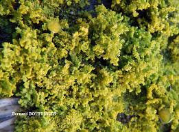 Attēlu rezultāti vaicājumam “Xanthoria candelaria”