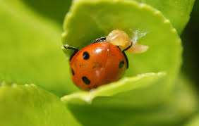 Attēlu rezultāti vaicājumam “Coccinella septempunctata”
