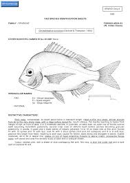 Image result for Chrysoblephus cristiceps