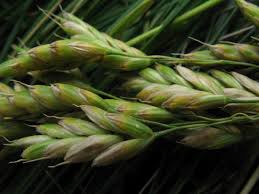 Attēlu rezultāti vaicājumam “Bromus secalinus”