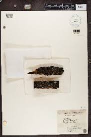 Attēlu rezultāti vaicājumam “Hypocenomyce friesii”