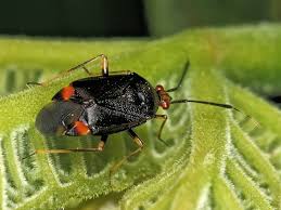 Attēlu rezultāti vaicājumam “Deraeocoris ruber”