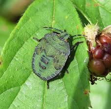 Attēlu rezultāti vaicājumam “Palomena prasina nymph”
