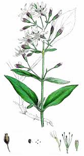 Attēlu rezultāti vaicājumam “Silene tatarica leaf”
