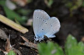 Attēlu rezultāti vaicājumam “Cupido minimus underside”
