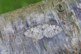 Attēlu rezultāti vaicājumam “Aethalura punctulata”