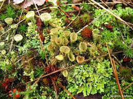 Attēlu rezultāti vaicājumam “Cladonia pyxidata”