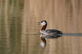 Attēlu rezultāti vaicājumam “Podiceps grisegena”