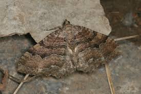 Attēlu rezultāti vaicājumam “Hydria cervinalis”