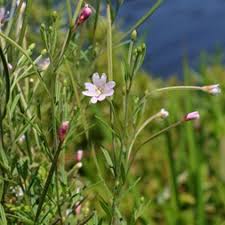 Attēlu rezultāti vaicājumam “Epilobium parviflorum”