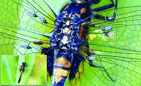 Attēlu rezultāti vaicājumam “Leucorrhinia caudalis”