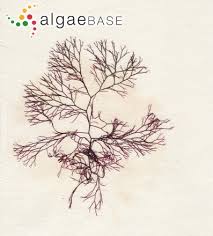 Attēlu rezultāti vaicājumam “Ceramium sp.”