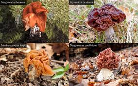 Attēlu rezultāti vaicājumam “Fuligo gyrosa macro”