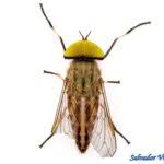 Attēlu rezultāti vaicājumam “Tabanidae”