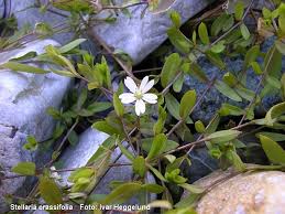 Attēlu rezultāti vaicājumam “Stellaria crassifolia”