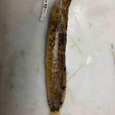 Image result for Zoarces americanus