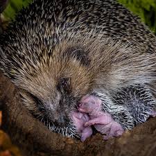 Image result for Igel