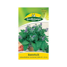 Image result for Borretsch