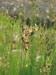 Attēlu rezultāti vaicājumam “Juncus gerardii bud”