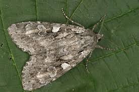 Attēlu rezultāti vaicājumam “Eurois occulta”