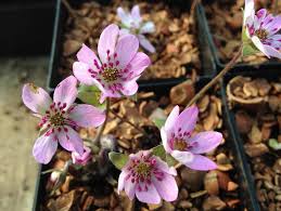 Attēlu rezultāti vaicājumam “Hepatica nobilis flower”