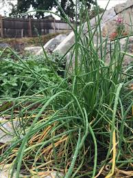 Attēlu rezultāti vaicājumam “Allium schoenoprasum fruit”