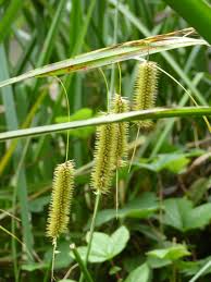 Attēlu rezultāti vaicājumam “Carex pseudocyperus”