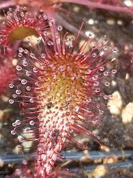 Attēlu rezultāti vaicājumam “Drosera x obovata leaf”