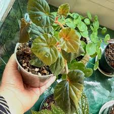 Image result for Begonia cucullata var. Hookeri