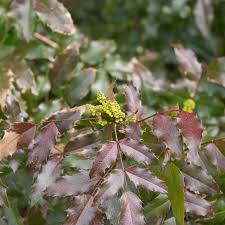 Attēlu rezultāti vaicājumam “Mahonia aquifolium leaf”
