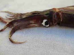 Image result for Dosidicus gigas