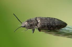 Attēlu rezultāti vaicājumam “Actenicerus sjaelandicus”