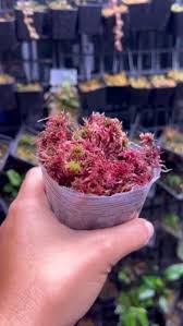 Attēlu rezultāti vaicājumam “Sphagnum capillifolium”