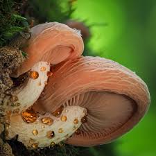 Attēlu rezultāti vaicājumam “Trichia, Hemitrichia sp.”