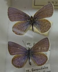 Attēlu rezultāti vaicājumam “Vacciniina optilete”