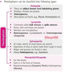 Attēlu rezultāti vaicājumam “Pteropsida”