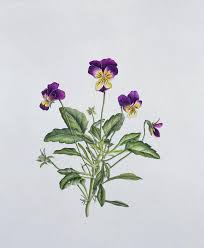 Attēlu rezultāti vaicājumam “Viola tricolor flower”