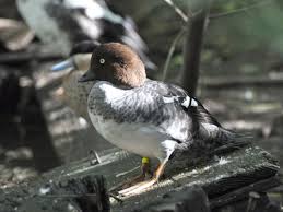 Attēlu rezultāti vaicājumam “Bucephala clangula female”
