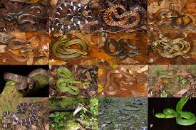 Attēlu rezultāti vaicājumam “Serpentes”