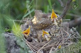 Attēlu rezultāti vaicājumam “Turdus philomelos nest”