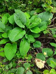 Attēlu rezultāti vaicājumam “Symphytum asperum leaf”