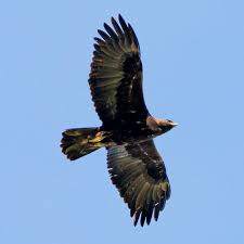 Attēlu rezultāti vaicājumam “Aquila chrysaetos”