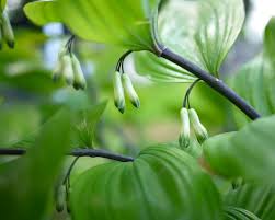 Attēlu rezultāti vaicājumam “Polygonatum multiflorum  leaf”