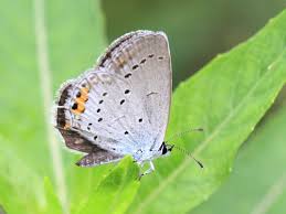 Attēlu rezultāti vaicājumam “Everes argiades”