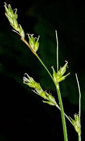 Attēlu rezultāti vaicājumam “Carex digitata bud”