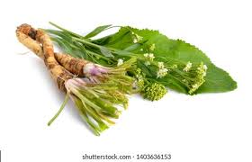 Attēlu rezultāti vaicājumam “Armoracia rusticana bud”