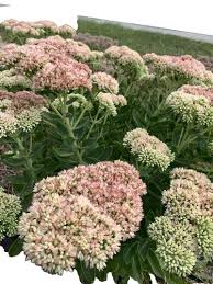 Attēlu rezultāti vaicājumam “Sedum aizoon flower”