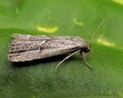 Attēlu rezultāti vaicājumam “Hypenodes humidalis”